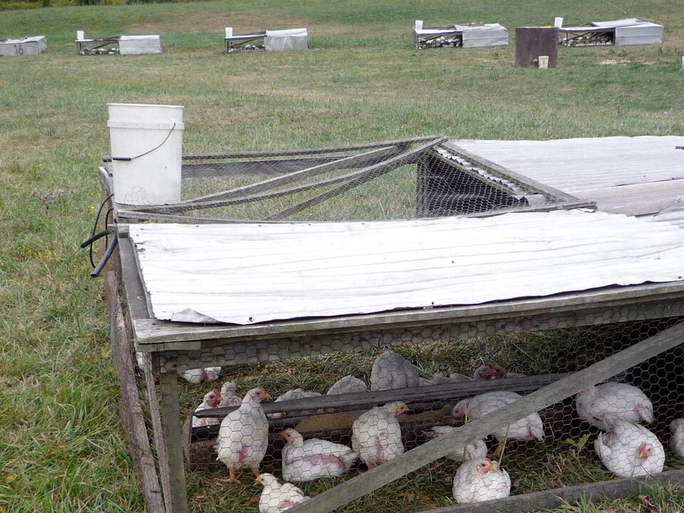 53 Kroiler Chickens for sale