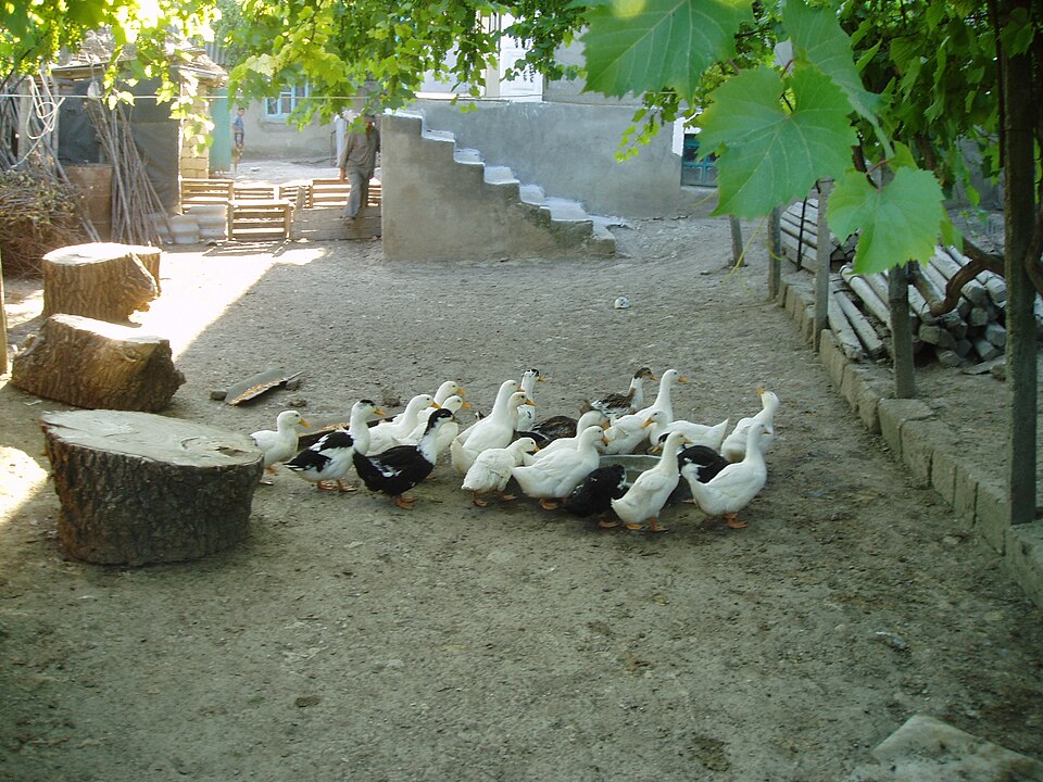 27 Muscovy Ducks for sale