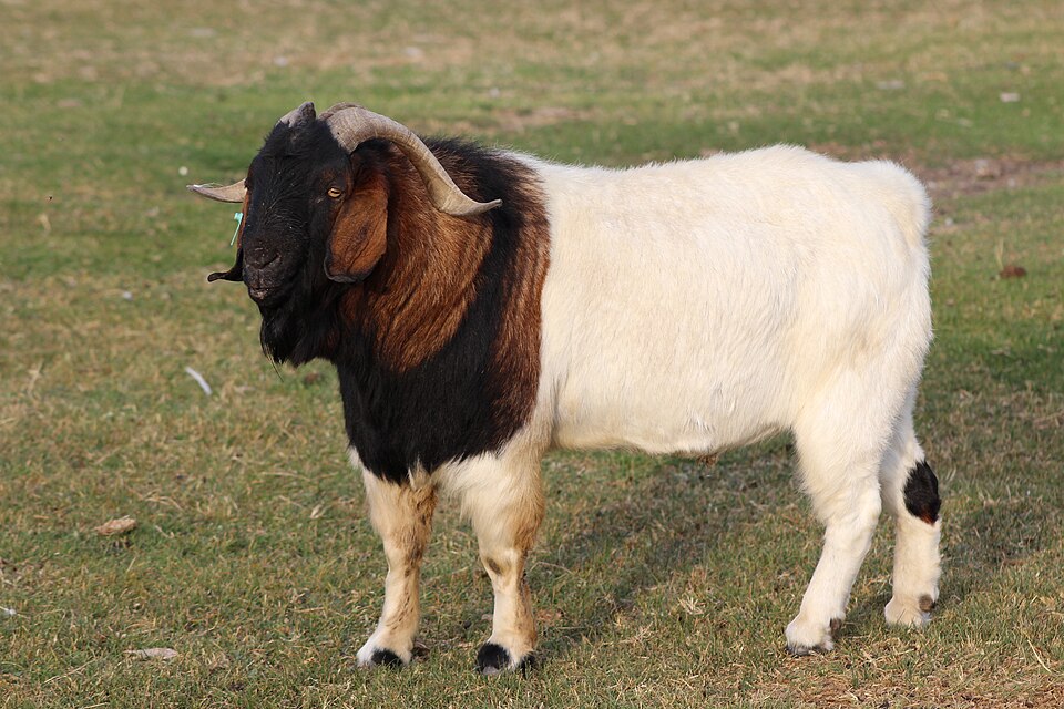 8 West African Dwarf Goats for sale