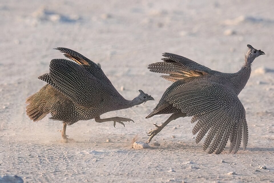 37 Local Guinea fowl for sale