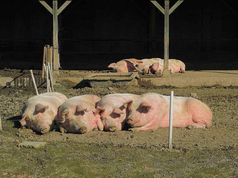 Landrace Pigs for sale