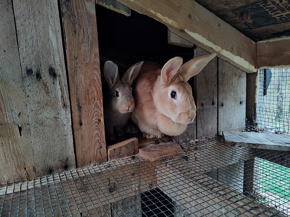 7 Rabbits for sale