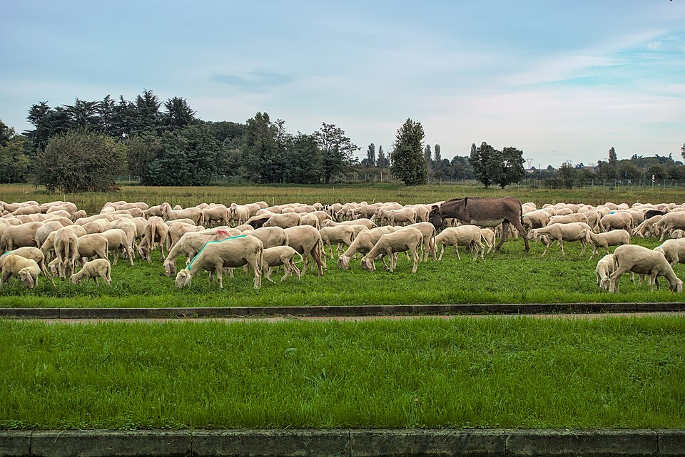 Merino cross Sheep for sale