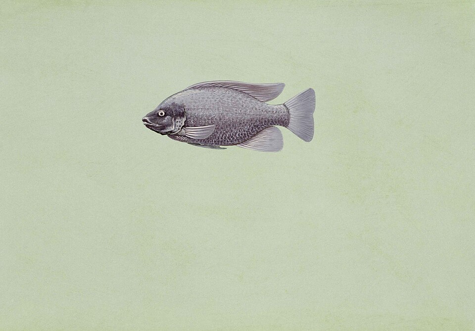 100 Nile Tilapia Tilapia for sale