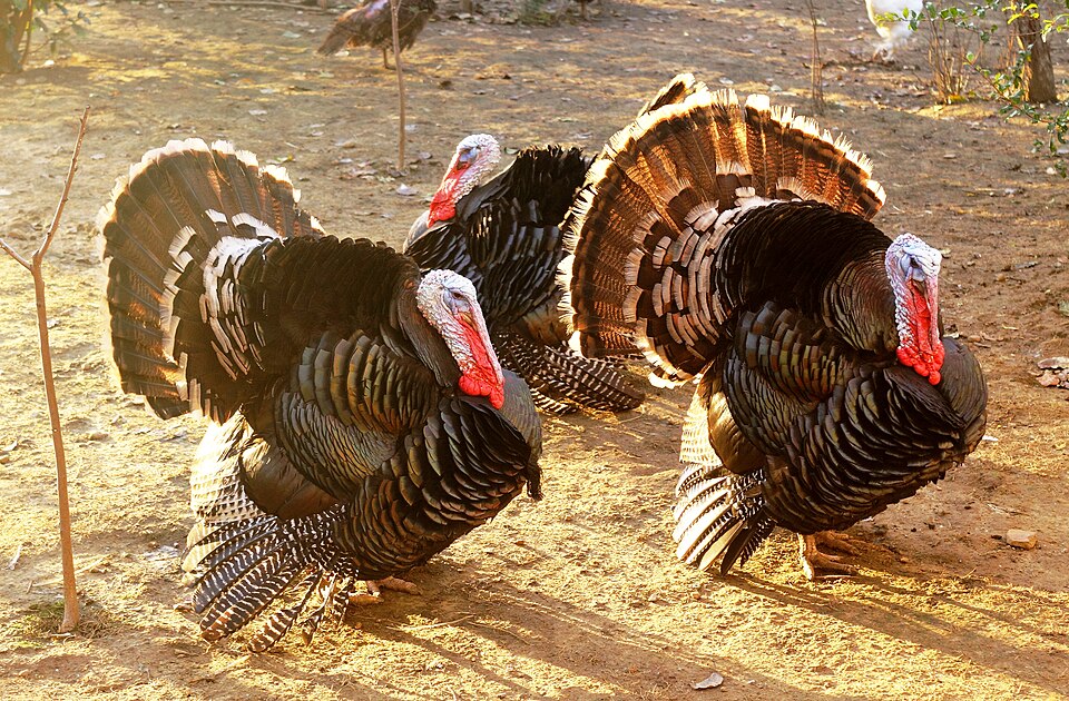 15 Broad Breasted White Turkeys for sale